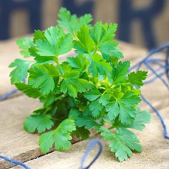 Parsley Gigante D'Italia Seeds