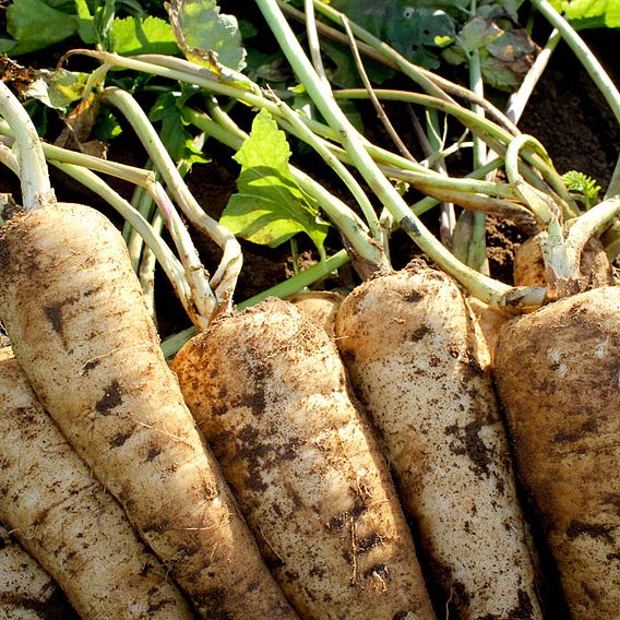 Parsnip Seeds - Panorama F1