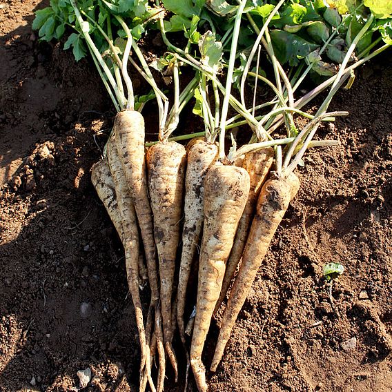 Parsnip Seeds - Panorama F1