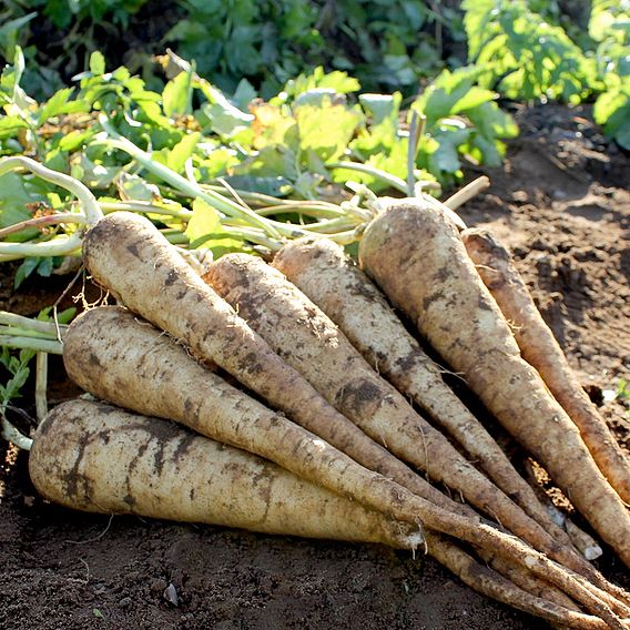 Parsnip Seeds - Panorama F1