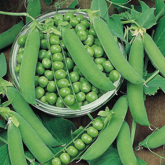 Pea Plants - Ambassador