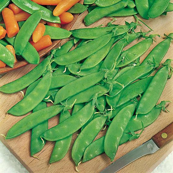 Pea Seeds - Oregon Sugar Pod