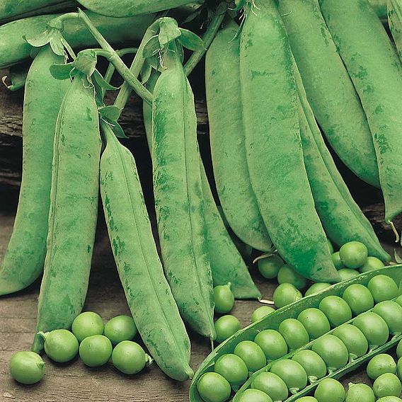 Pea Plants - Douce Provence