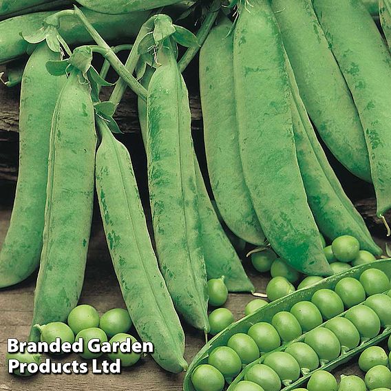 Pea 'Douce Provence' - Seeds