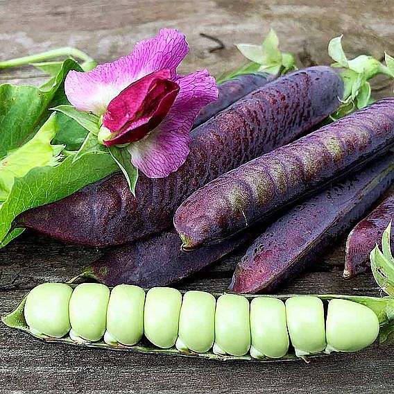 Pea 'Blauwschokker' - Seeds