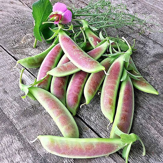 Pea 'Spring Blush' (Mangetout) - Seeds