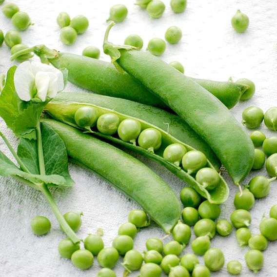 Pea 'Champion Of England' (Maincrop) - Seeds