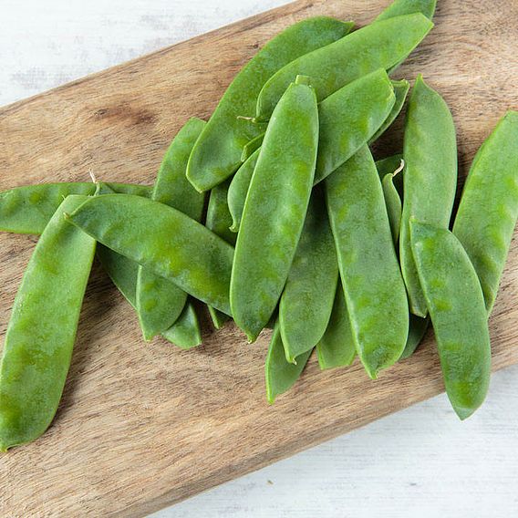 Pea 'Norli Sugar Pea' - Organic Seeds