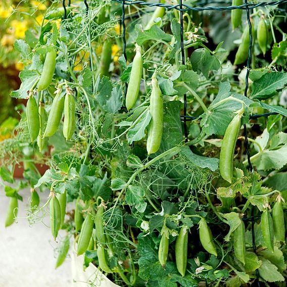 Sugar Snap Pea 'Sugar Lace' - Seeds
