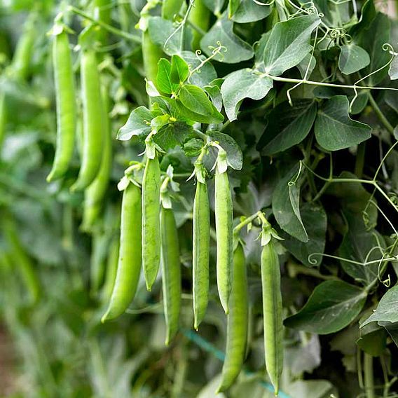 Pea 'Sabrina' - Seeds