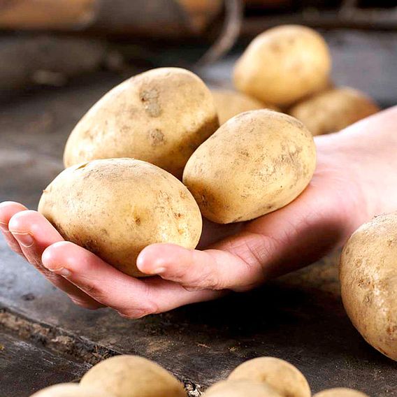 Seed Potatoes - Maris Peer 1kg (Late)