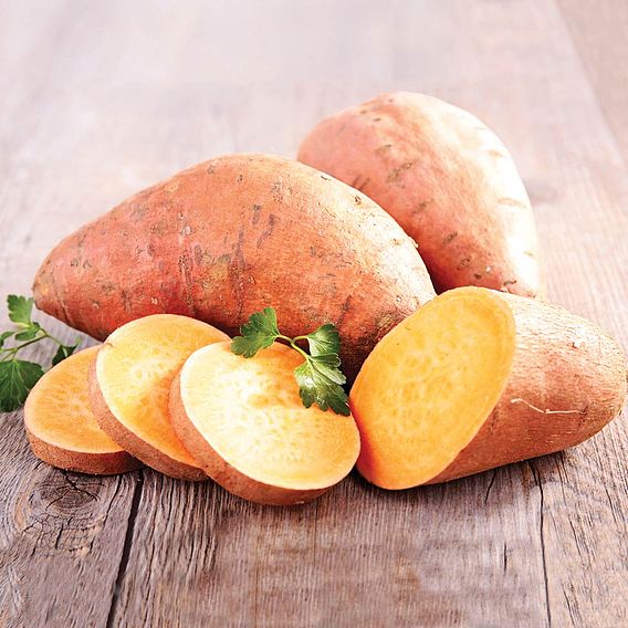 Sweet Potato Plants - Beauregard (Organic)