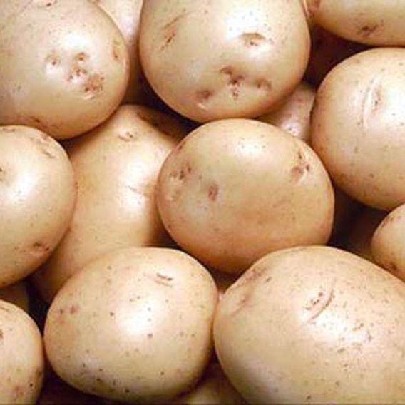 Potato Blight Tolerant Collection
