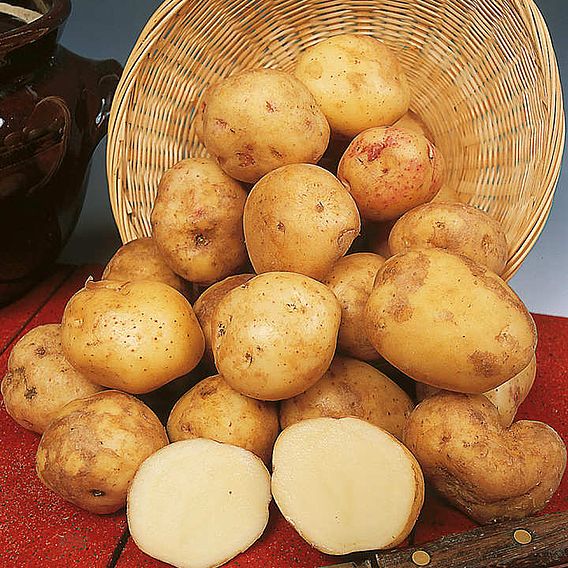 Potato 'Cara'