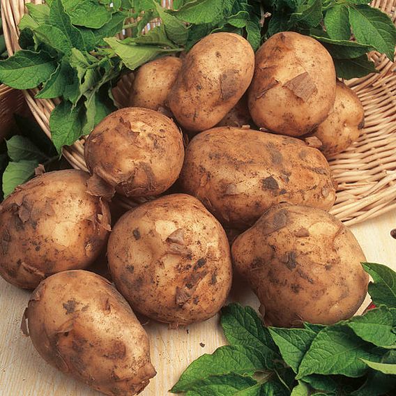 Seed Potatoes - Maris Bard