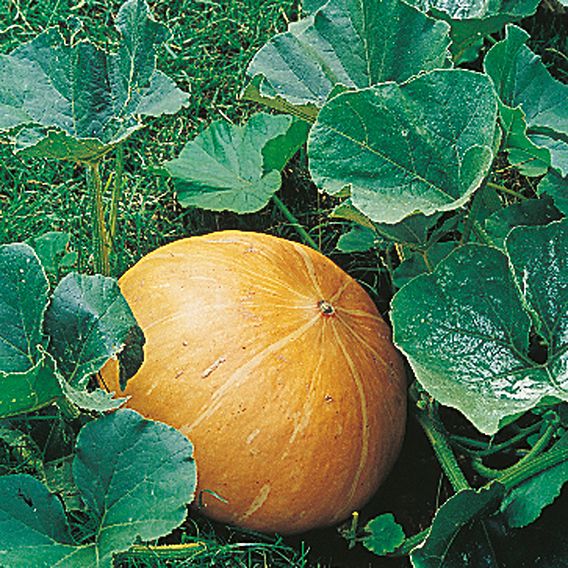 Pumpkin 'Mammoth' - Seeds