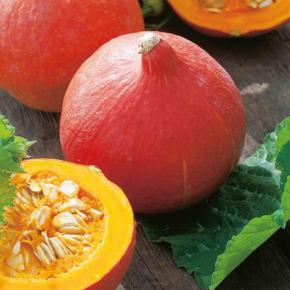 Squash 'Uchiki Kuri' - Seeds