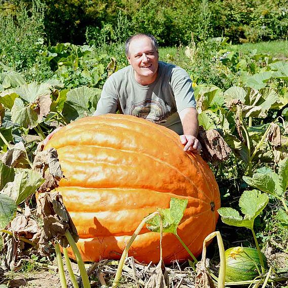 Pumpkin Seeds - Atlantic Giant