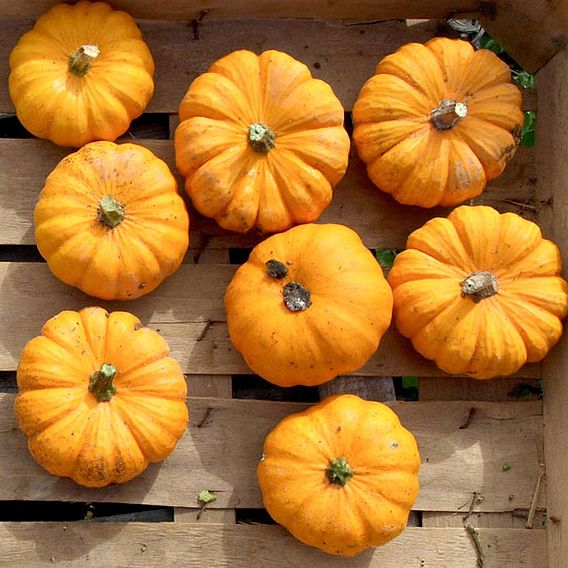 Pumpkin 'Jack Be Little' - Organic Seeds