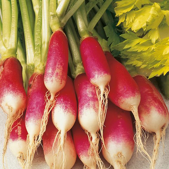 Radish Seeds - French Breakfast 3