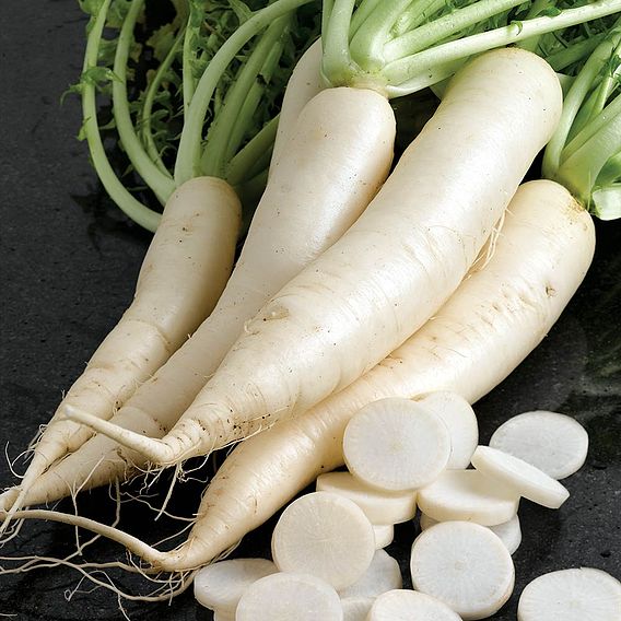 Radish 'Mino Summer Cross' F1 - Seeds