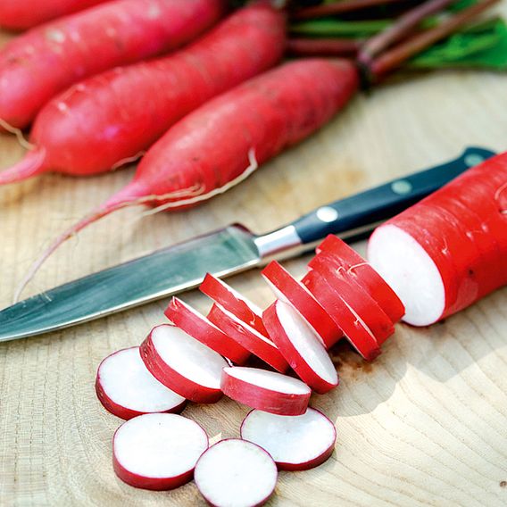 Radish 'Dragon' F1 - Seeds