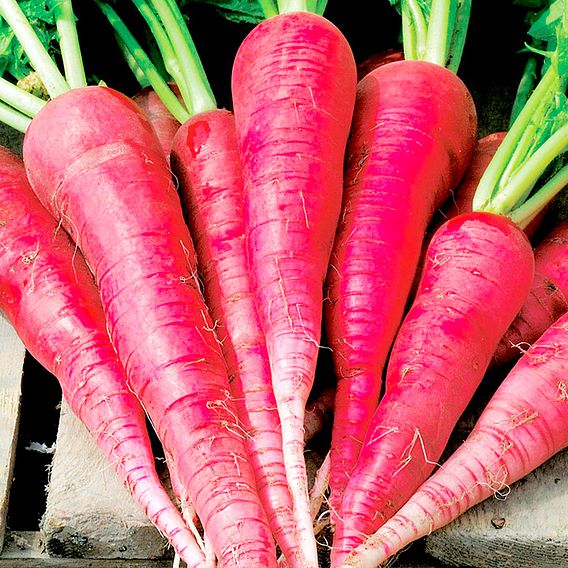 Radish Seeds - Long Scarlet