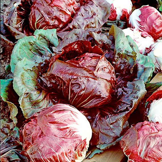 Radicchio 'Palla Rossa Red Devil' - Seeds