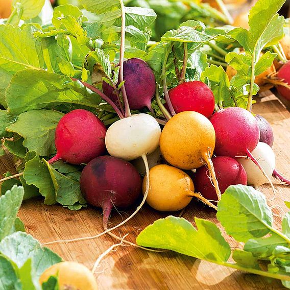 Radish 'Mixture' - Seeds