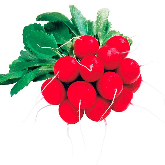 Radish 'Giro' F1 - Seeds