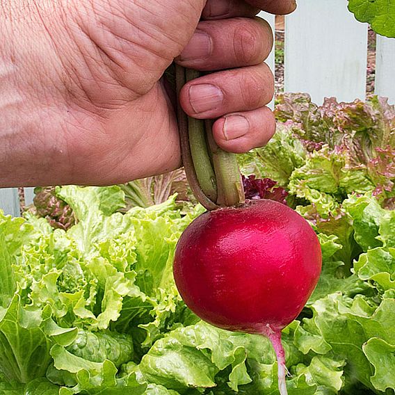 Radish 'Giant Butter' - Seeds
