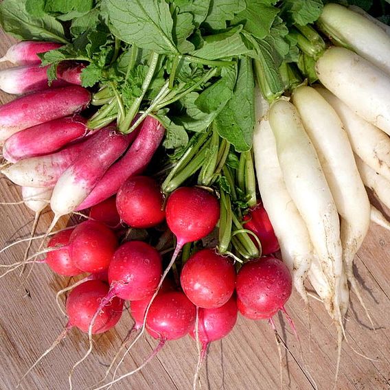 Radish (Organic) Seeds - Mixed