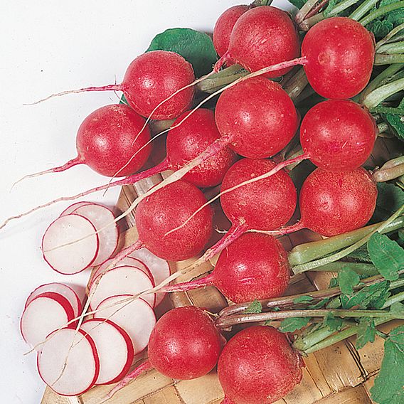 Radish Seeds - Cherry Belle