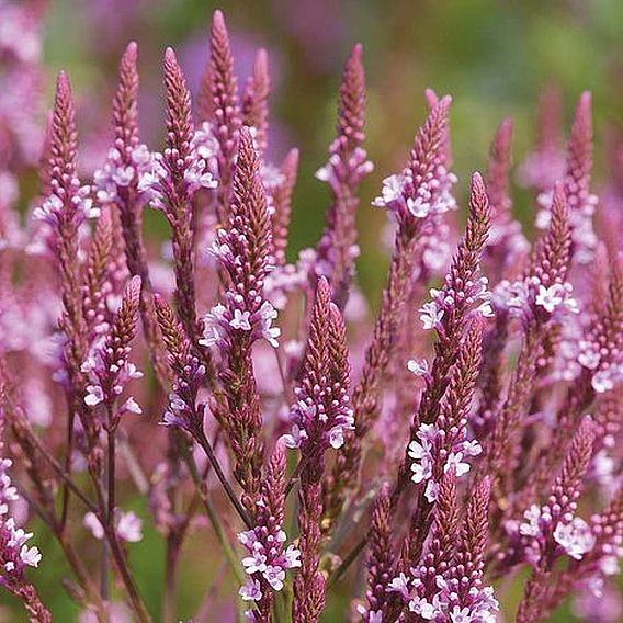 Verbena hastata f. rosea 'Pink Spires'