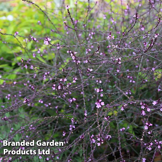 Verbena officinalis var. grandiflora 'Bampton'