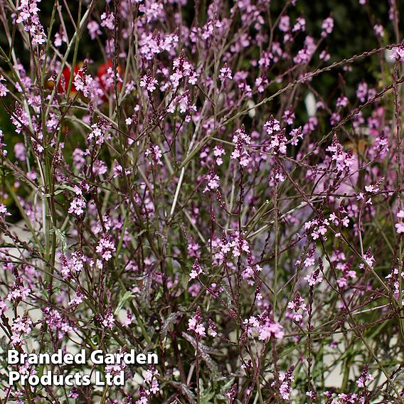 Verbena officinalis var. grandiflora 'Bampton'