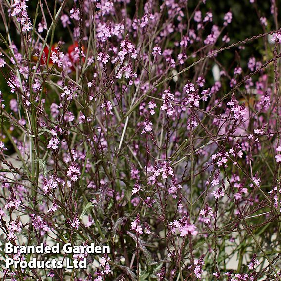 Verbena officinalis var. grandiflora 'Bampton'