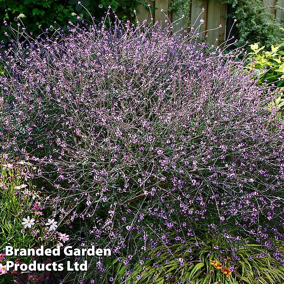 Verbena officinalis var. grandiflora 'Bampton'