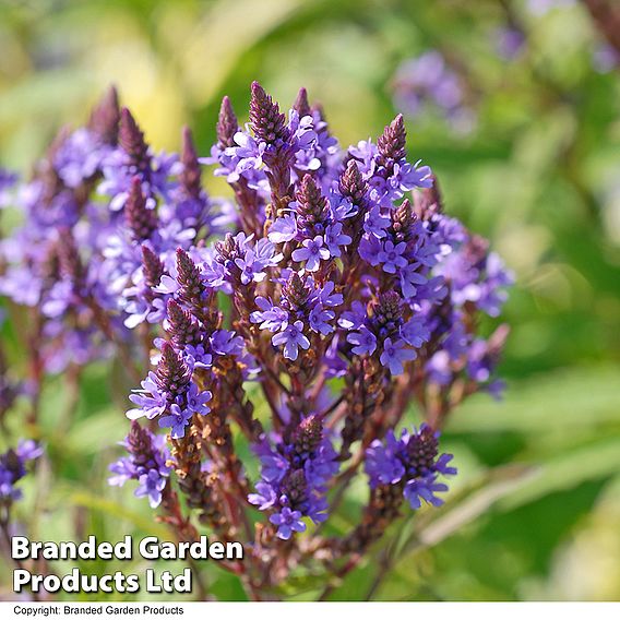 Verbena hastata 'Blue Spires'