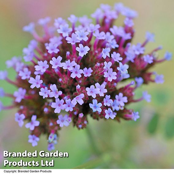 Verbena bonariensis