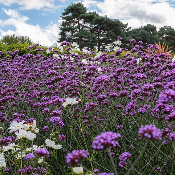 Verbena 'Buenos Aires'