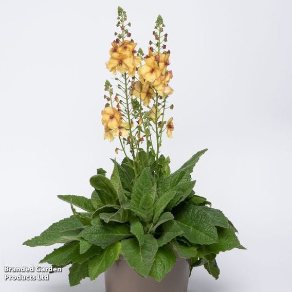 Verbascum 'Honey Dijon'
