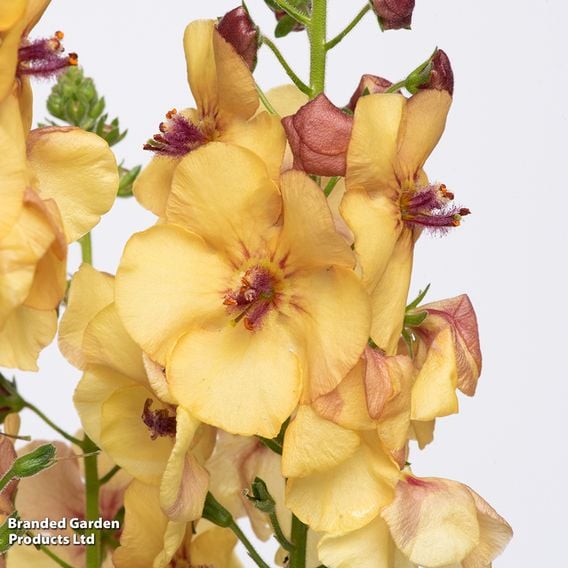 Verbascum 'Honey Dijon'