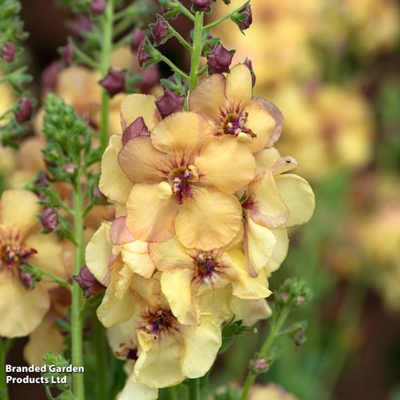 Verbascum 'Honey Dijon'