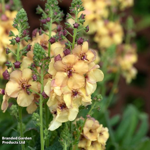 Verbascum 'Honey Dijon'