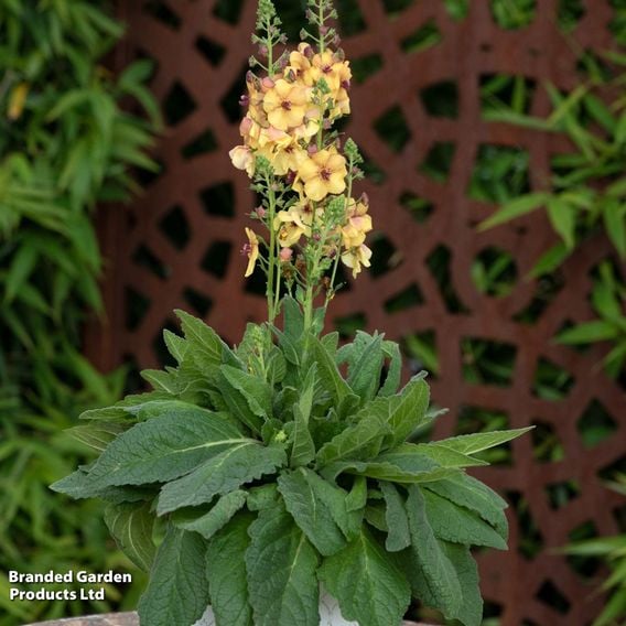 Verbascum 'Honey Dijon'