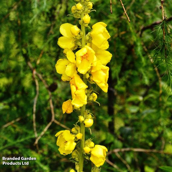 Verbascum Olympicum
