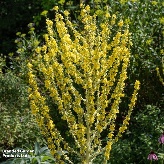 Verbascum Olympicum