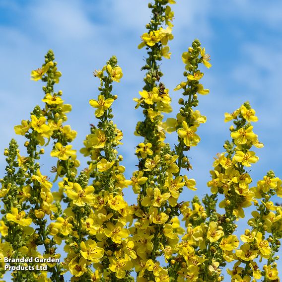 Verbascum Olympicum