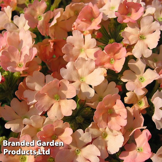 Verbena 'Peach Picotee'